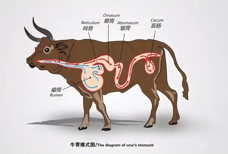 为什么牛有4个胃,而人却只有1个胃?
