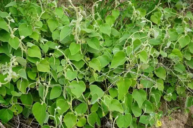 白毛藤又名烟袋锅,清骨风,白面风,黄木香,寻骨风等,是一种多年生藤本