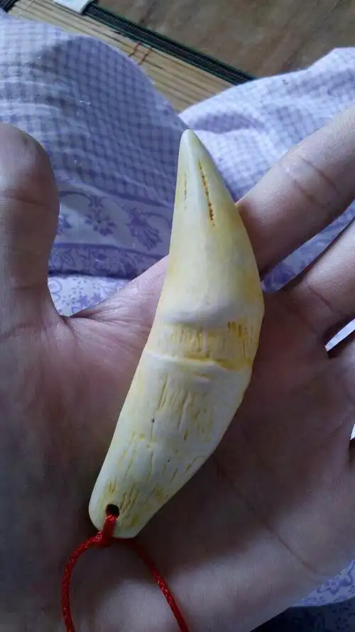 请这颗老虎牙是不是真的,怎样辨真假