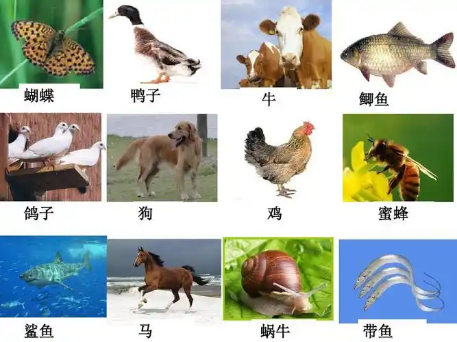 《种类繁多的动物》ppt