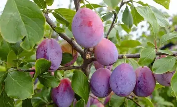 世界十大最甜的水果排名,第一名来自中国,简直甜到腻