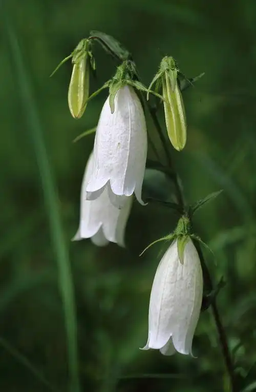 900_1377竖版 竖屏