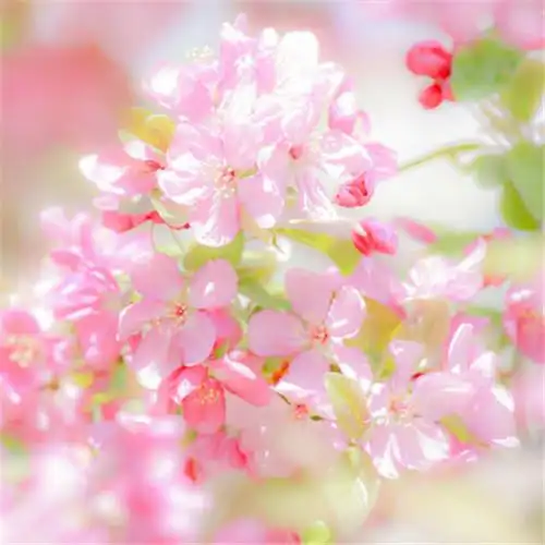 高清能带来好运的微信头像大全2021图片