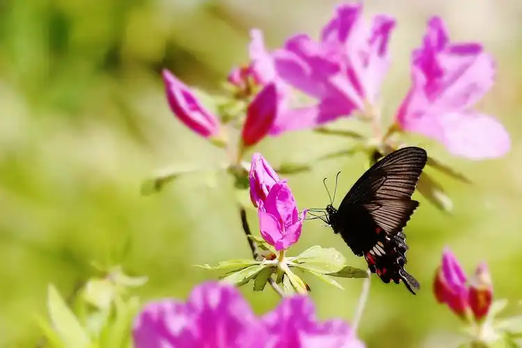 杜鹃花上蝴蝶梦