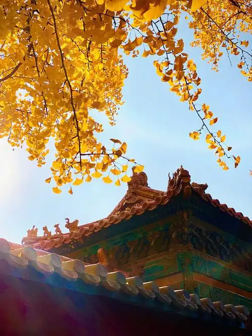 赏秋故宫的秋延禧宫银杏