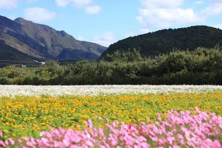 秋游怀柔圣泉山千亩花海留影