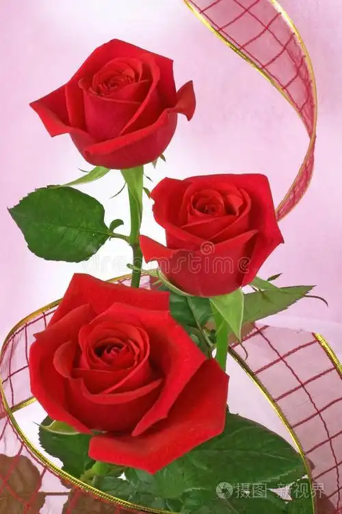 红玫瑰花瓶里的鲜花花束花束花瓶里的鲜花花瓶里的鲜花两朵粉红芙蓉