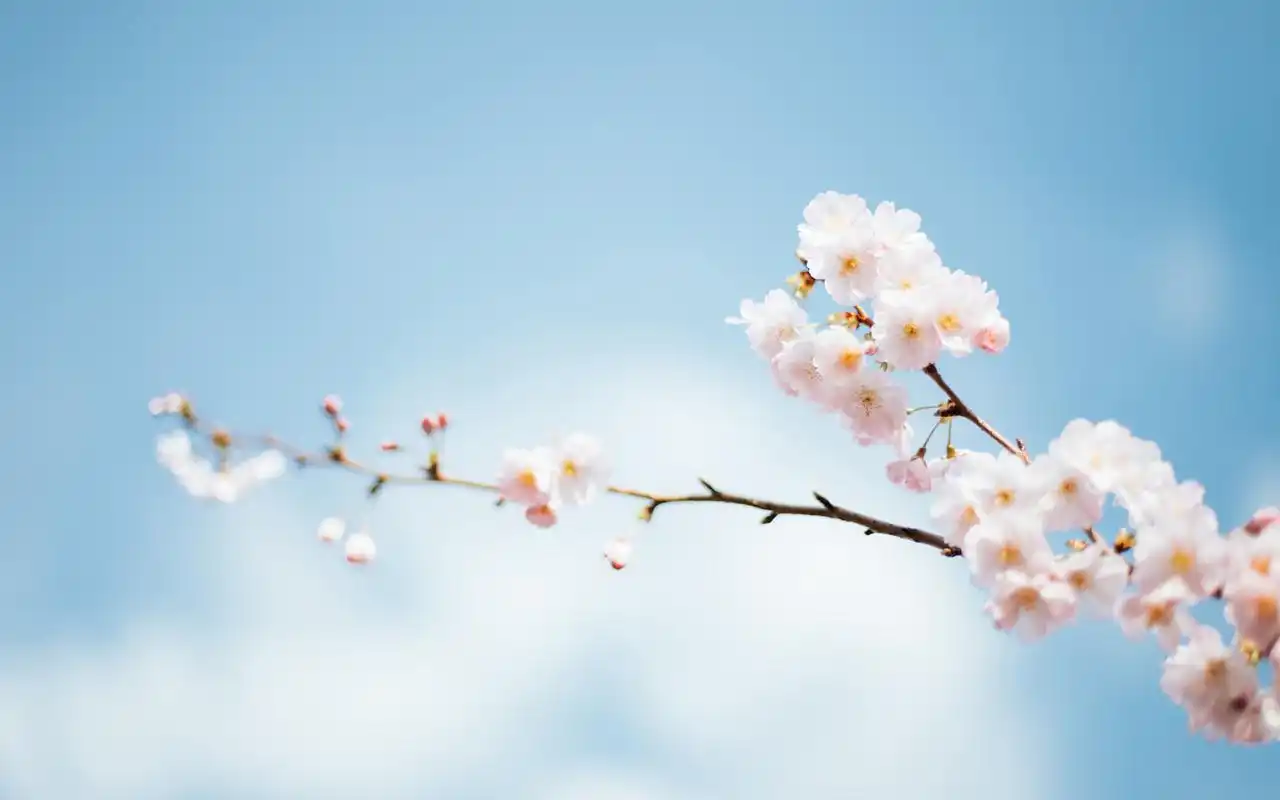 首页 桌面壁纸 唯美花瓣花朵图片高清电脑壁纸上一张下一张查看原图