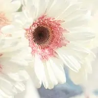 唯美意境一朵花头像图片,微信头像图片