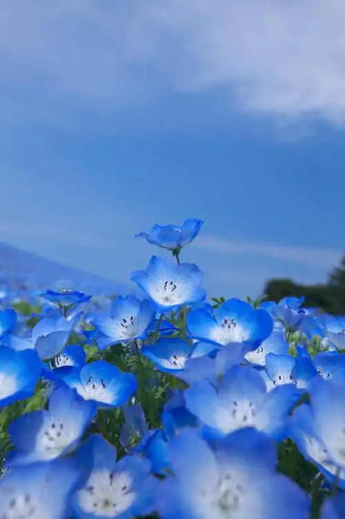 云,云朵,粉蝶花,喜林草,很多,花蕾,云彩,花,花瓣,花朵,花卉,鲜花,蓝色