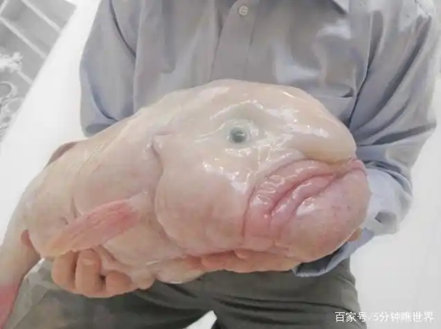 世界十大最丑的动物,不喜勿入.不管美与丑都是大自然的一份子