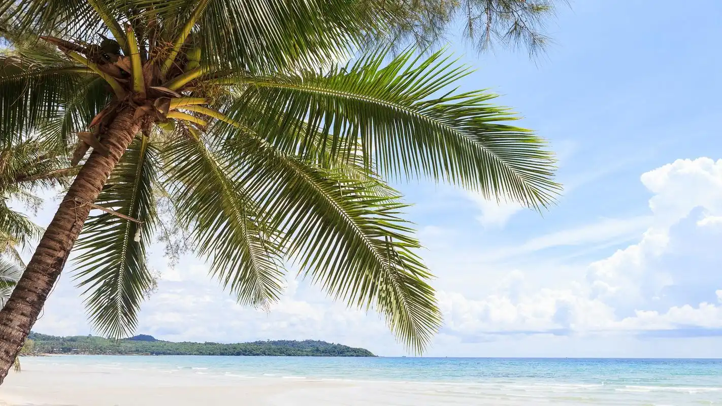 海边沙滩棕榈树自然风光图片电脑壁纸高清大图预览1920x1200_风景壁纸