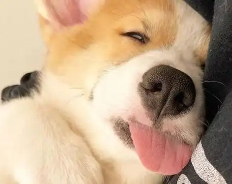 睡觉用这些姿势的柯基多半是不信任你