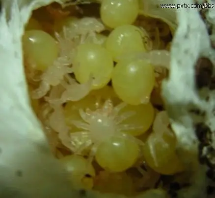 蜘蛛的卵是啥样的(要图片)