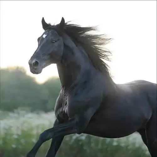 世界公认最英俊的马(盘点全球八大马匹)(34)