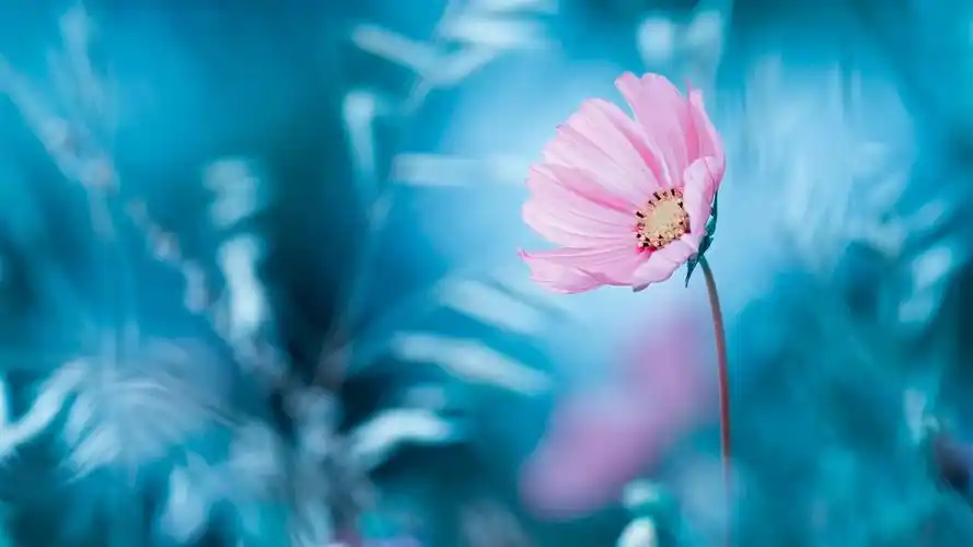 粉红色的花,蓝色背景,背景虚化 壁纸