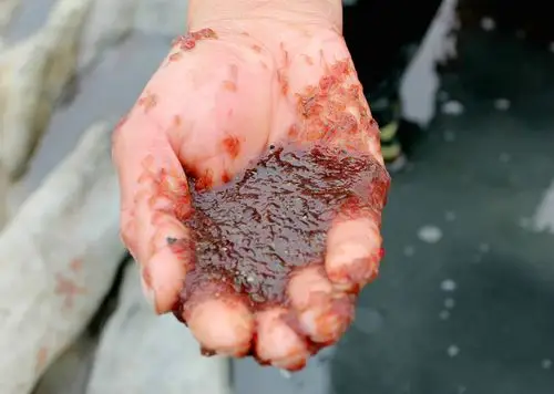 盐湖里的宝贝-卤虫