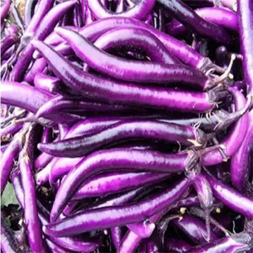 供应 茄子 新鲜健康 营养丰富 长条茄子 美味蔬菜