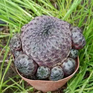 mr_jiongjiong淘宝紫丽丸锦多肉植物青丽红丽丸仙人球群生宝山属无