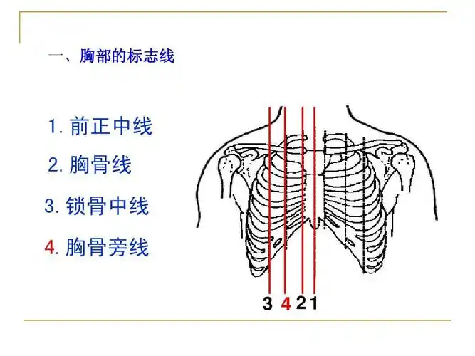 前正中线 2.胸骨线 3.锁骨中线 4.胸骨旁线 3
