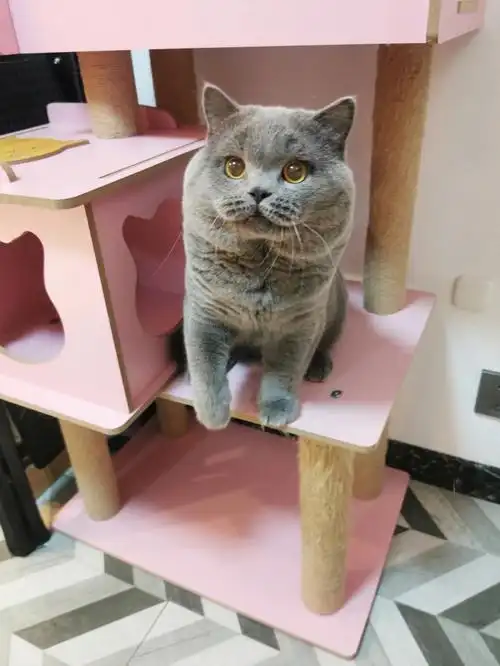 你这个没爸爸样的爸爸高品质英短蓝猫