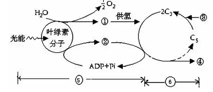 ⑶ 图中5是 阶段.反应场所是 . 图中6是 阶段.