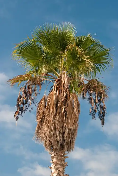 棕榈树,隔绝,蓝色背景,天空