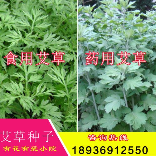 艾草种子食用药用驱蚊草艾叶种籽野生大小叶艾蒿青蒿种植四季驱蚊