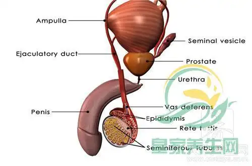 阴囊有个小疙瘩