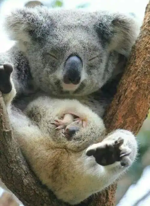 育儿袋中的小宝宝就会面临探头出来就撞树(树袋熊),或者在妈妈挖土打