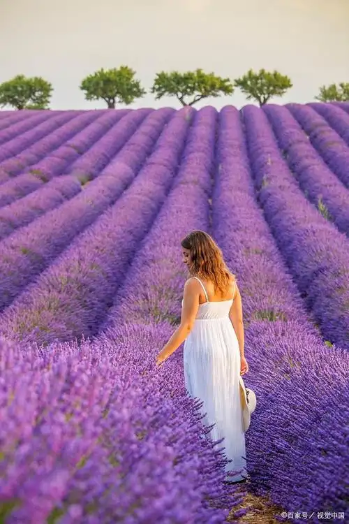 薰衣草花海,迷人的紫色梦境