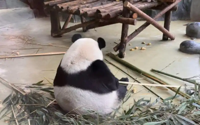 熊猫最萌的是背影