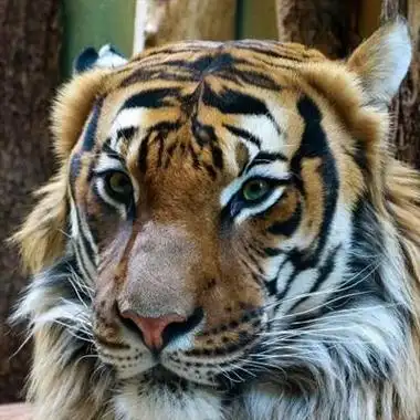 个性老虎头像霸气威武的老虎头像图片