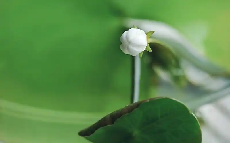 小清新绿色植物唯美高清桌面壁纸