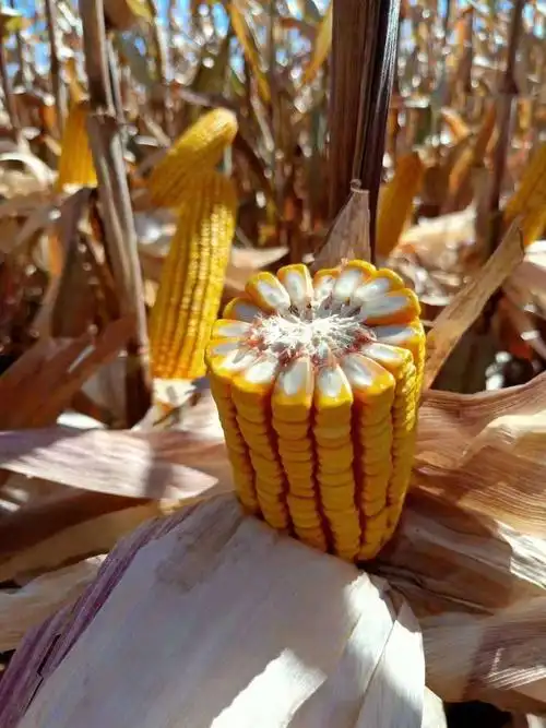 隆禧119紫杆紫叶抗倒抗病玉米中的全优势品种