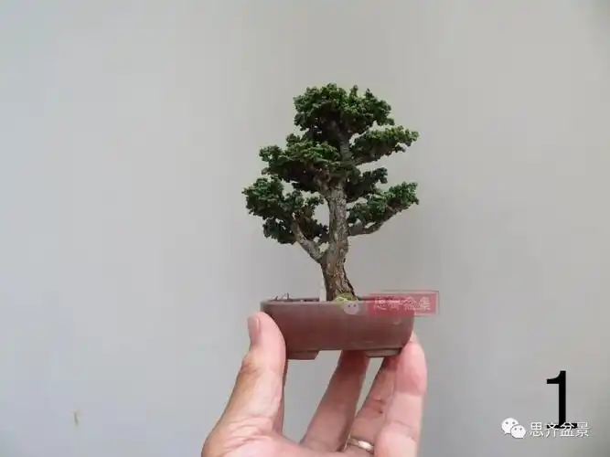 一棵微型石化桧5年的变化