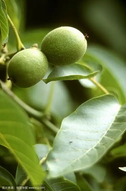 整个社区都散发着浓郁的果香社区内,枝头的果实逐渐成熟夏秋,是收获的