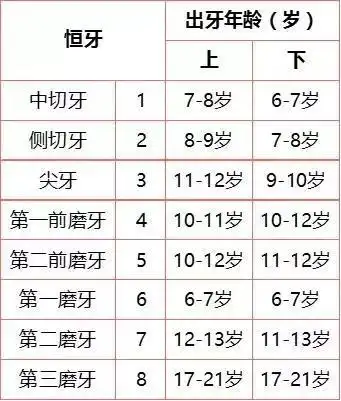 陈荣华 赵正言 6岁以后 乳牙开始脱落,换恒牙 第一磨牙率先长出 恒牙