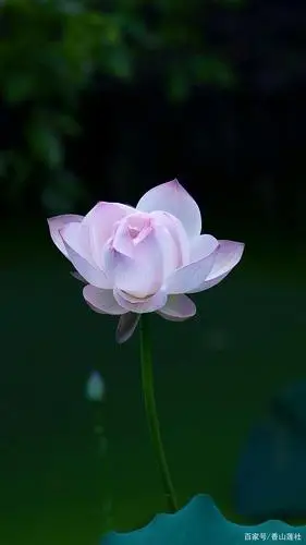 极乐世界的"味道"