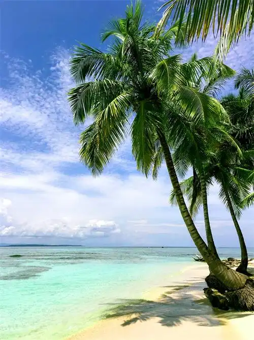 大海背景布 大海沙滩蓝天白云海边椰树风景主播拍视频段子直播背景布