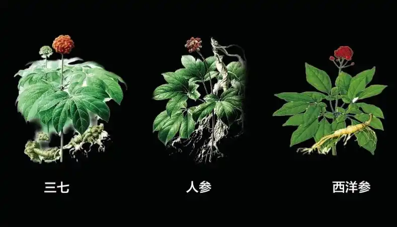 人参的亲兄弟三七 三七为五加科人参属植物,与人参,西洋参同科同属