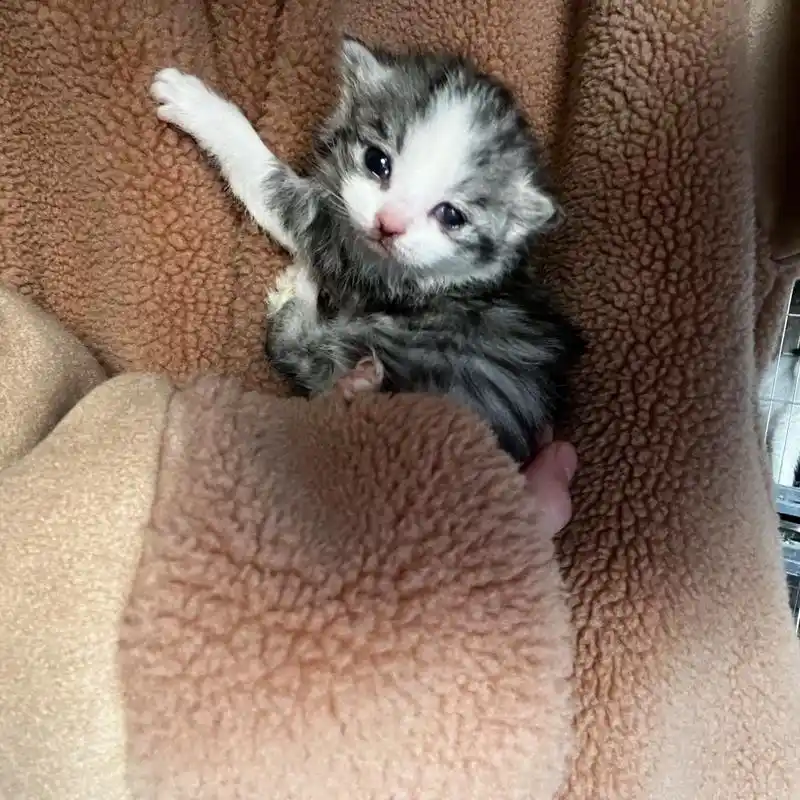 美短猫咪还有一个月出窝