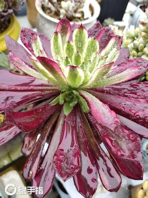 夏柔家的红覆轮法师