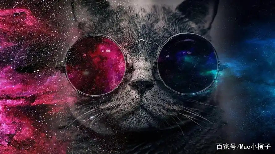 mac高清萌宠小猫咪图片壁纸