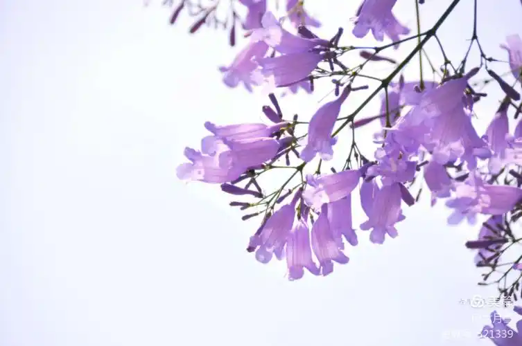 水墨蓝花楹一一2019.4.于昆明