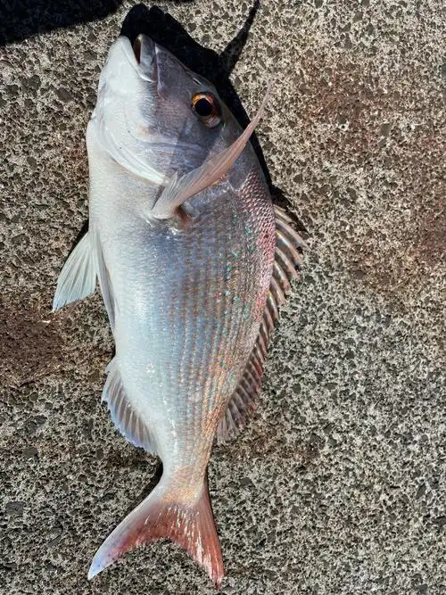 半个小时拉了几十条真鲷然而