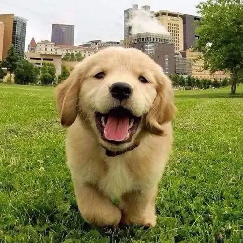 金毛犬活体纯种金毛枫叶红金毛沙滩金金毛巡回犬狗狗活体金毛幼犬