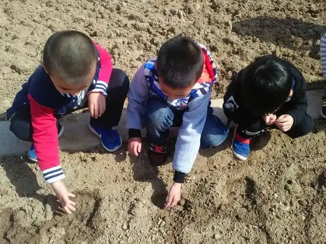 走进自然——大三班种酥瓜之篇