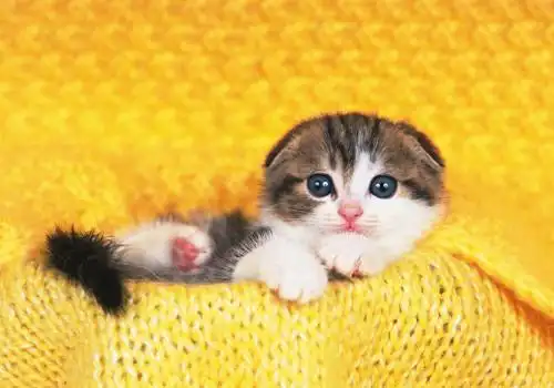 可爱猫咪清新图片_小小的可爱猫咪