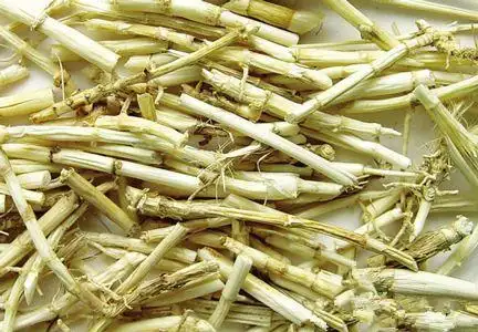 药食同源---鲜芦根